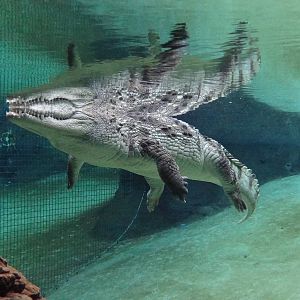 Nile Crocodile