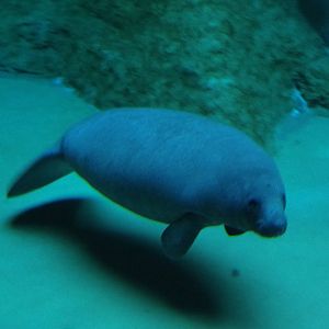 Antillean manatee
