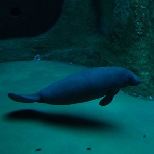 Antillean manatee