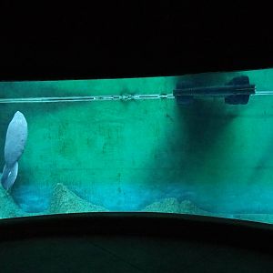Manatee pool