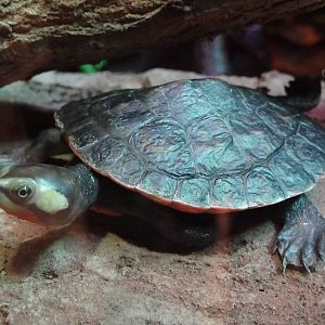 Red-bellied Short-necked Turtle