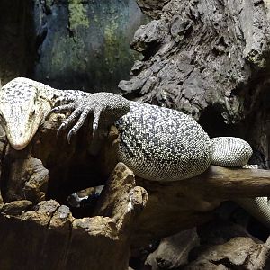 Quince Monitor