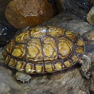 Central-american Ornate Wood Turtle