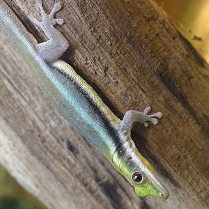 Yellow-headed Day Gecko