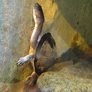 Roti Island Snake-necked Turtle