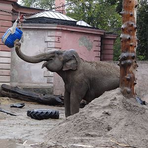 Enrichment for elephants