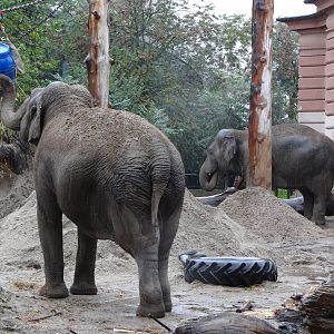 Enrichment for elephants