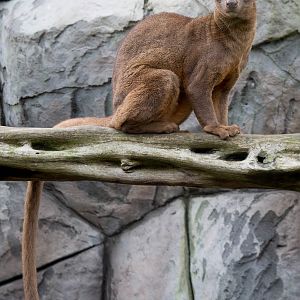 Fosa / fossa : RSCC : 12 Oct 2014