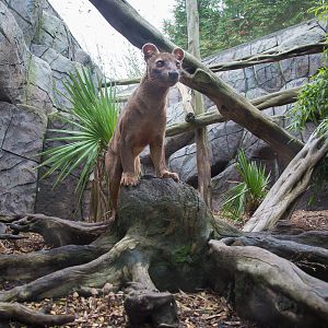 Fosa / fossa (and enclosure) : RSCC : 12 Oct 2014