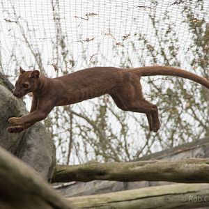 Fosa / fossa : RSCC : 12 Oct 2014