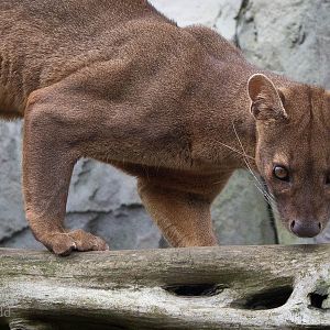 Fosa / fossa : RSCC : 12 Oct 2014