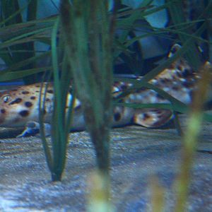 Halmahera Epaulette Shark