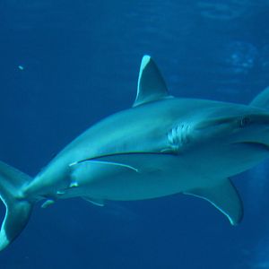 Silvertip Shark
