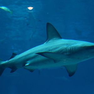 Common Black Tip Shark