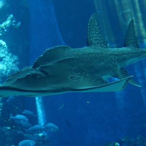 Bowmouth Guitarfish