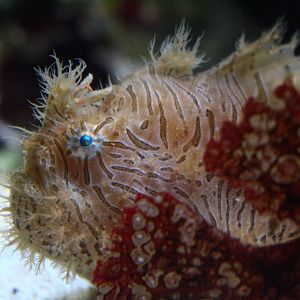 Hairy Frogfish