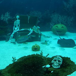 Halloween display at Shipwreck habitat