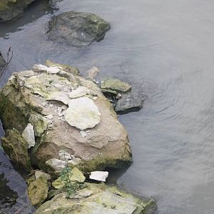 Is this the cause of the milky water, 27th October 2014