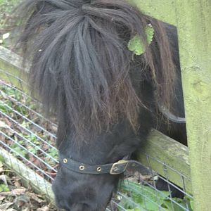 If you're going to San Fran Sewerby, be sure to wear a leaf in your hair, 1
