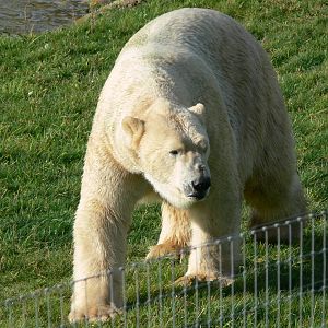 Project Polar! at Yorkshire WP, 28/10/14