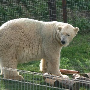 Project Polar! at Yorkshire WP, 28/10/14