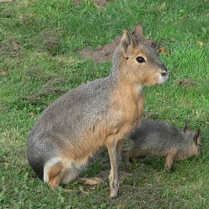 Patagonian Mara and youngster at Yorkshire WP, 28/10/14