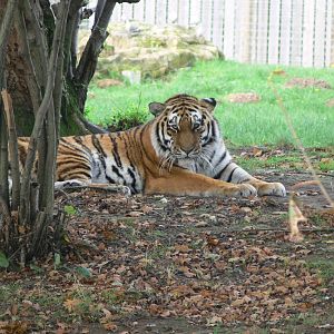 Amur Tiger at Yorkshire WP, 28/10/14