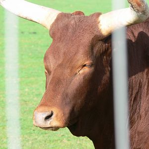 Ankole Cattle at Yorkshire WP, 28/10/14