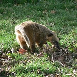 Ring-tailed Coati at Yorkshire WP, 28/10/14