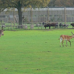 African Plains at Yorkshire WP, 28/10/14