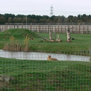 Lion Country at Yorkshire WP, 28/10/14