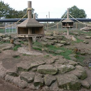 Baboon Exhibit at Yorkshire WP, 28/10/14