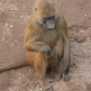 Guinea Baboon at Yorkshire WP, 28/10/14