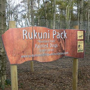 African Wild Dog Exhibit at Yorkshire WP, 28/10/14