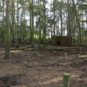 Red River Hog enclosure at Yorkshire WP, 28/10/14