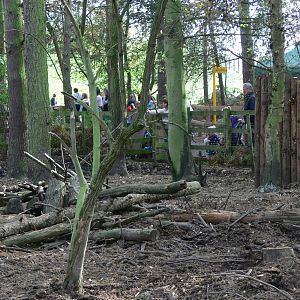 Red River Hog enclosure at Yorkshire WP, 28/10/14