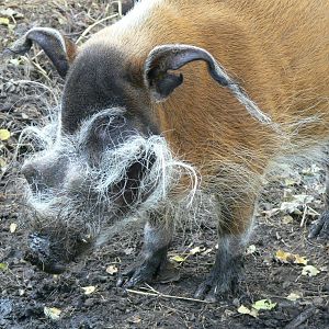 Red River Hog at Yorkshire WP, 28/10/14
