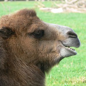 Bactrian Camel at Yorkshire WP, 28/10/14