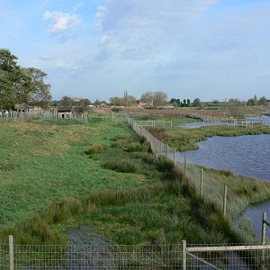 Sitatunga Exhibit at Yorkshire WP, 28/10/14