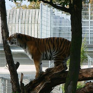 Amur Tiger at Yorkshire WP, 28/10/14