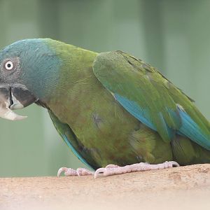 Blue-headed macaw