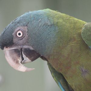 Blue-headed macaw