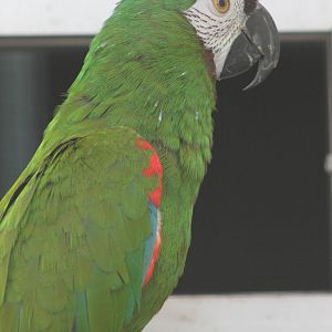 Chestnut-fronted / Severa macaw