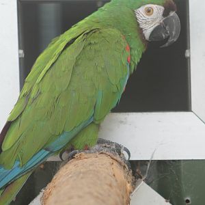 Chestnut-fronted / Severa macaw