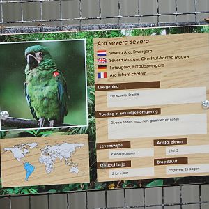 Sign Chestnut-fronted / Severa macaw