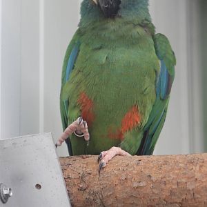 Illiger's macaw