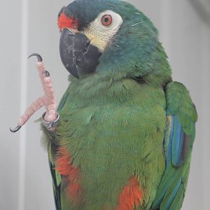 Illiger's macaw
