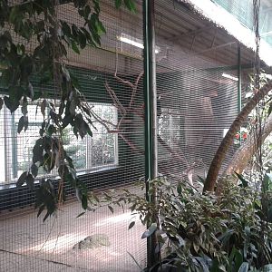 Hornbill aviary