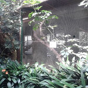 Hornbill aviary