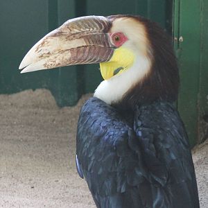 Wreathed hornbill male